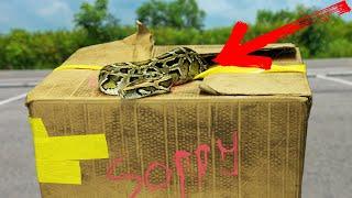 Disgusting people dump giant snake in our parking lot