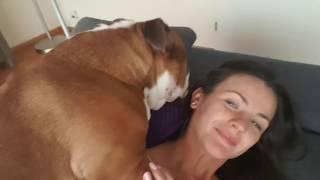 English Bulldog happy to see mommy back. Cant go a minute without going nuts 