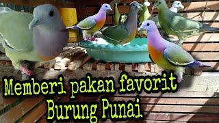 Memberi Buah Kesukaan Burung Punai #PART 1