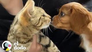 Gato adopta a su nuevo hermanito canino y lo llena de amor  El Dodo