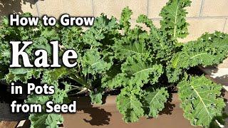 How to Grow Kale from Seed in Containers and Grow Bags  Easy Planting Guide