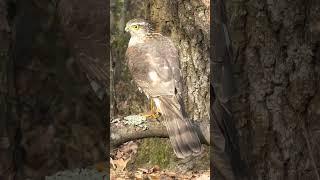 #bird #sparrowhawk #перепелятник