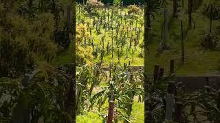 Organic Dragon Fruit Farm #dragonfruit #pitahaya #dragonfruits #farming #dragonfruitfarming