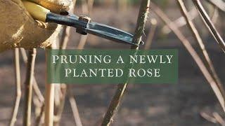 How to Prune a Newly Planted Shrub Rose by David Austin Roses