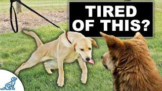 STOP Your Dog From Pulling To Other Dogs