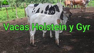 Vacas Holstein y Gyr Disponibles-El Salvador en el Campo