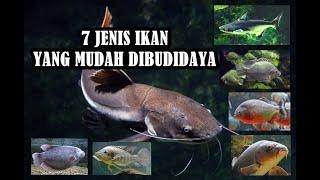 7 JENIS IKAN YANG MUDAH DIBUDIDAYA  BUDIDAYA IKAN  IKAN AIR TAWAR - IKAN GURAME -IKANLELE-IKAN MAS