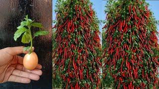 Unique skill of chili tree propagation with chicken eggs  chilli growing on eggs