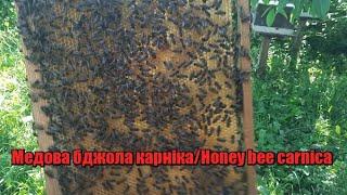 Медова бджола карнікаНoney bee carnica