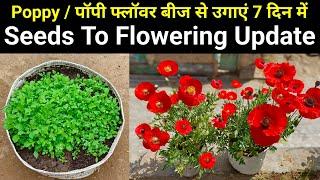 दिसम्बर में पॉपी फ्लावर बीज से उगाये तुरंत  How To Grow Poppy Flower Plant from Seeds  Poppy Grow