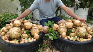 Solution for growing jicama for the family - Lots of big tubers