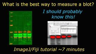 Analysing blots and gels with ImageJFiji