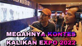 KONTES IKAN CUPANG TERMEGAH - KALIKAN EXPO