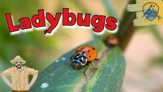 Amazing Ladybug Facts For Kids  Kids Nature Show