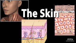 Anatomy and Physiology of the Skin Animation