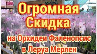 Огромная СКИДКА на ОРХИДЕИ ФАЛЕНОПСИС в ЛЕРУА МЕРЛЕН️Надо ехать и брать