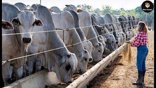 Vaca Gigante A Exploração Cria As Maiores E Mais Caras Vacas Do Mundo  Agricultura