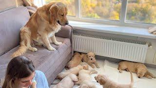 Golden Retriever Dad Babysits His Puppies