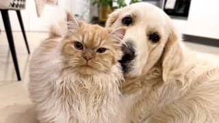 Adorable Golden Retriever Loves Fluffy Cat