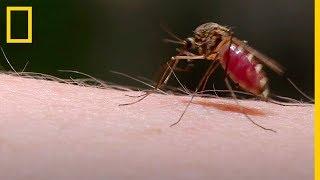 Mira como usan el SIGILO los MOSQUITOS para ROBAR tu SANGRE  National Geographic en Español