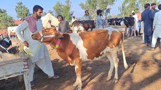 Cow Babies Fresh Rates Update  Malomore Mandi Jhang 2023