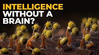 The Insane Biology of Slime Mold