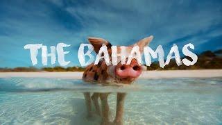 Swimming Pigs The Bahamas