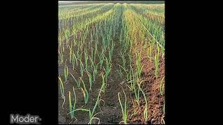 Cultivation methods of onion  