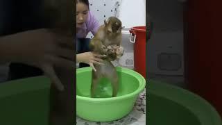 Wow very smart Dodo carry sister to bathing