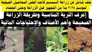 #إعرف كل شيء عن زراعة السمسم وأهم المعاملات من الزراعة حتى الحصاد #لايك_واشتراك