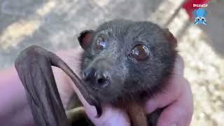 Its breeding season for the Little Red Flying-Foxes  Meep Reuben & Maltesers are sin binned.