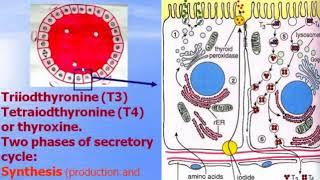 Endocrine system - 2. Peripheral organs. Video-lecture by Zimatkin 20