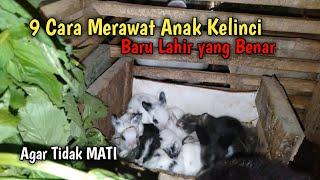 9 Cara Merawat Anak Kelinci Baru Lahir yang Benar