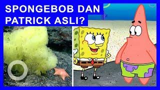 Peneliti Temukan Spongebob dan Patrick Sungguhan di Laut Dalam - TomoNews