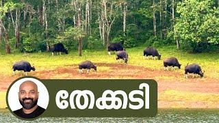 തേക്കടി  Thekkady  Explore the Enchanting Wilderness of Thekkady Kerala