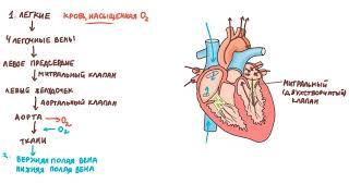 Физиология сердечно-сосудистой системы