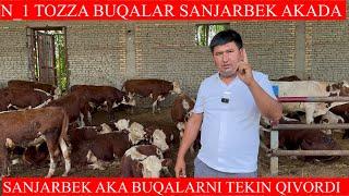 ￼SANJARBEK AKANI BUQALAR TEKIN BO’LIB KETDI N_1 TOZZA BUQALAR KELDI NARXLARI JUDAHAM ARZON