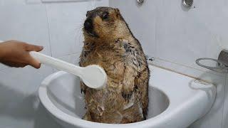 The first time marmot bathed with a brush