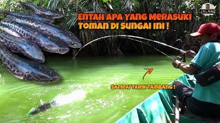 Entah Apa Yang Merasuki Toman Di Sungai Ini Ganasnya Gak Main Main 