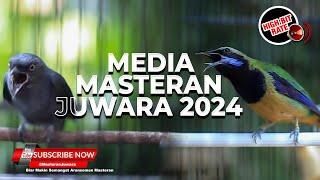 Kompilasi Masteran Mewah Srigunting Abu Abu vs Cucak Cungkok Gacor Sangat Ampuh Untuk Burung Juara