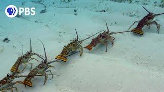 Why Are These Lobsters Doing The Conga?