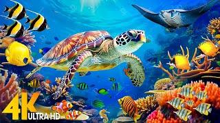 NEW 11HR Stunning 4K Underwater Footage  Rare & Colorful Sea Life Video - Relaxing Sleep Music #3