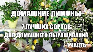 Топ Домашний лимон.7 лучших сортов лимонов в домашних условиях.Часть1.