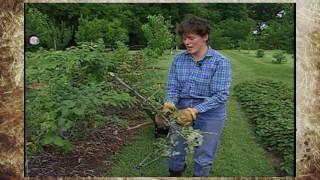 Pruning Bramble Plants