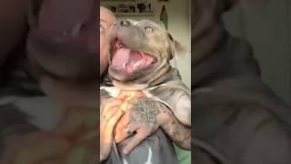 The End  #funny #dog #dogs #pets #viral #fyp