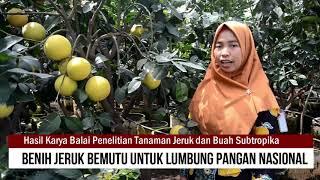 Ayo Bangkit bersama Benih Jeruk Bermutu Hasil Penelitian di Jawa Timur