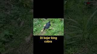 Di kejar king cobra monster