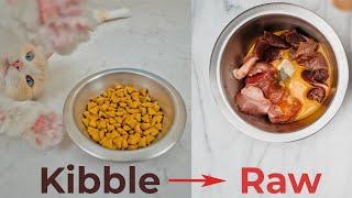 How to Transition Your Cat to a Raw Meat Diet  The Cat Butler