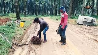 মালয়েশিয়া কলিং ভিসার পাম বাগানের কাজ কিভাবে করে  Malaysia Work Visa  Plantation  Probashi Khobor