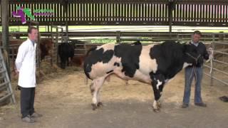 Stockjudging Beef Demonstration